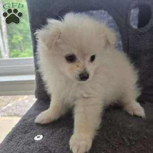 Vicky, Pomeranian Puppy